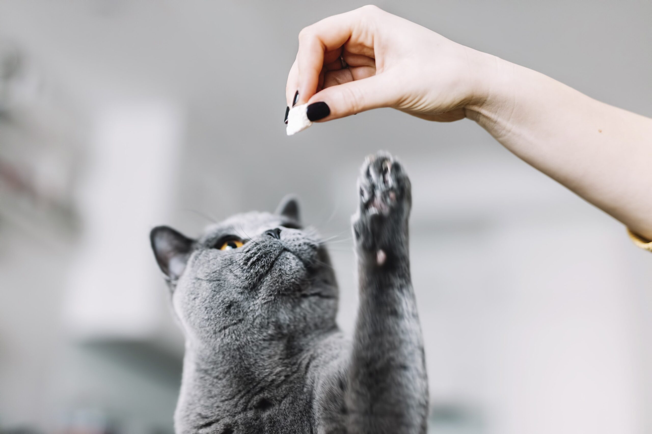 CBD for Cats: A Complete Guide to Benefits, Dosage, and Safe Use