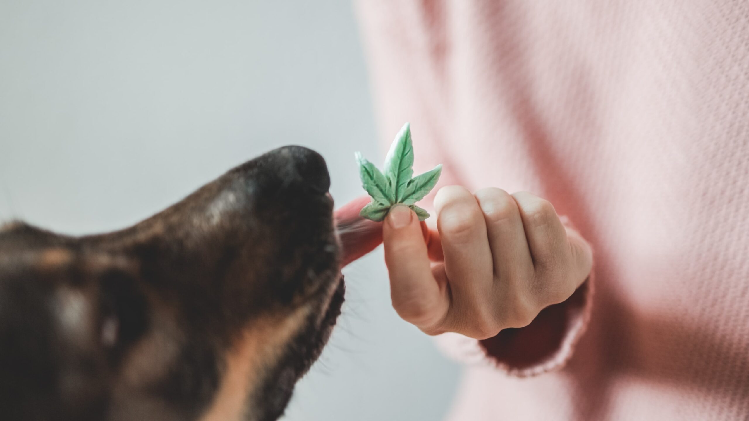 CBD Dosage for Dogs: Complete Guide to Safe and Effective Use in 2025