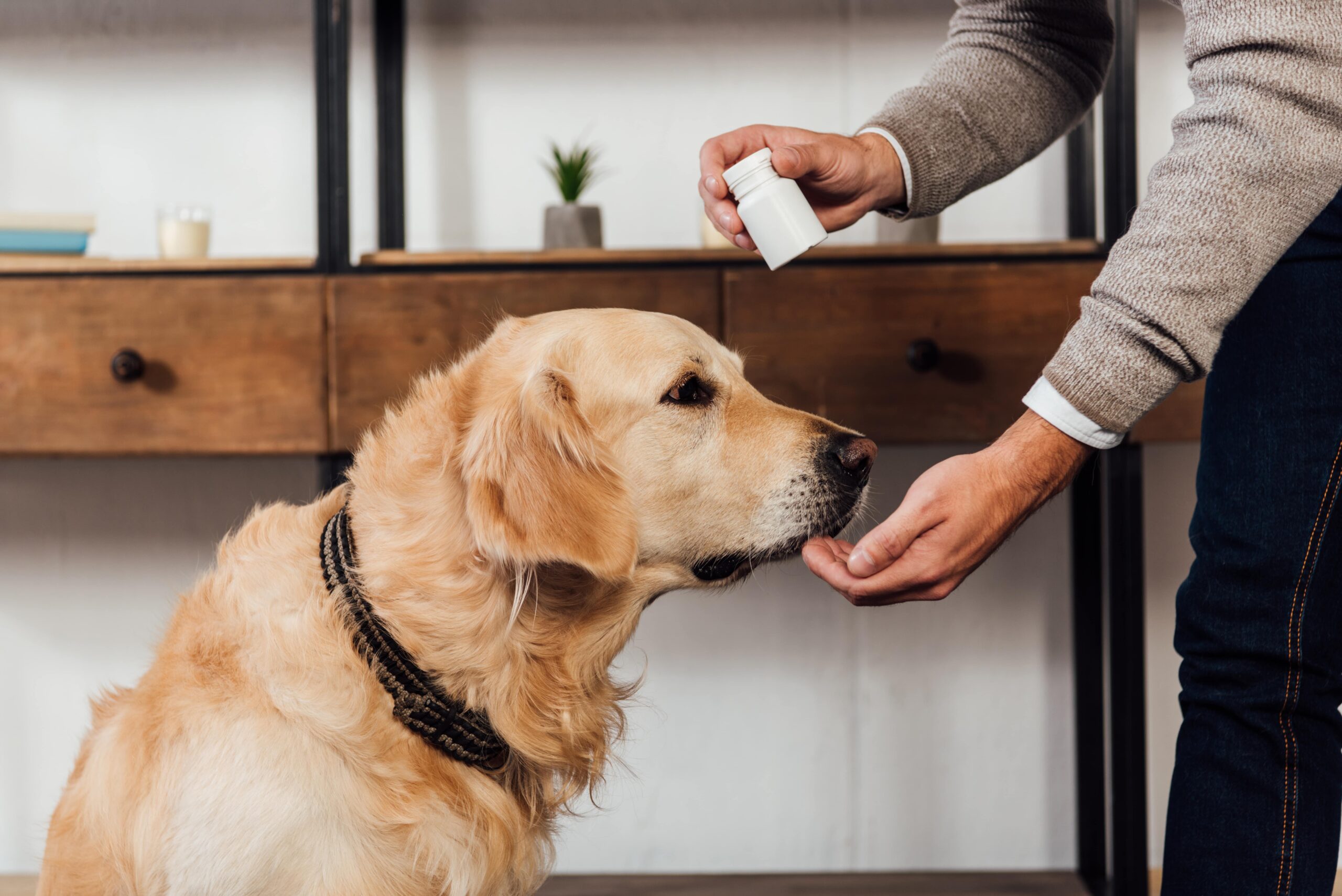 Can CBD Kill a Dog? Vet-Backed Safety Guide for Pet Owners