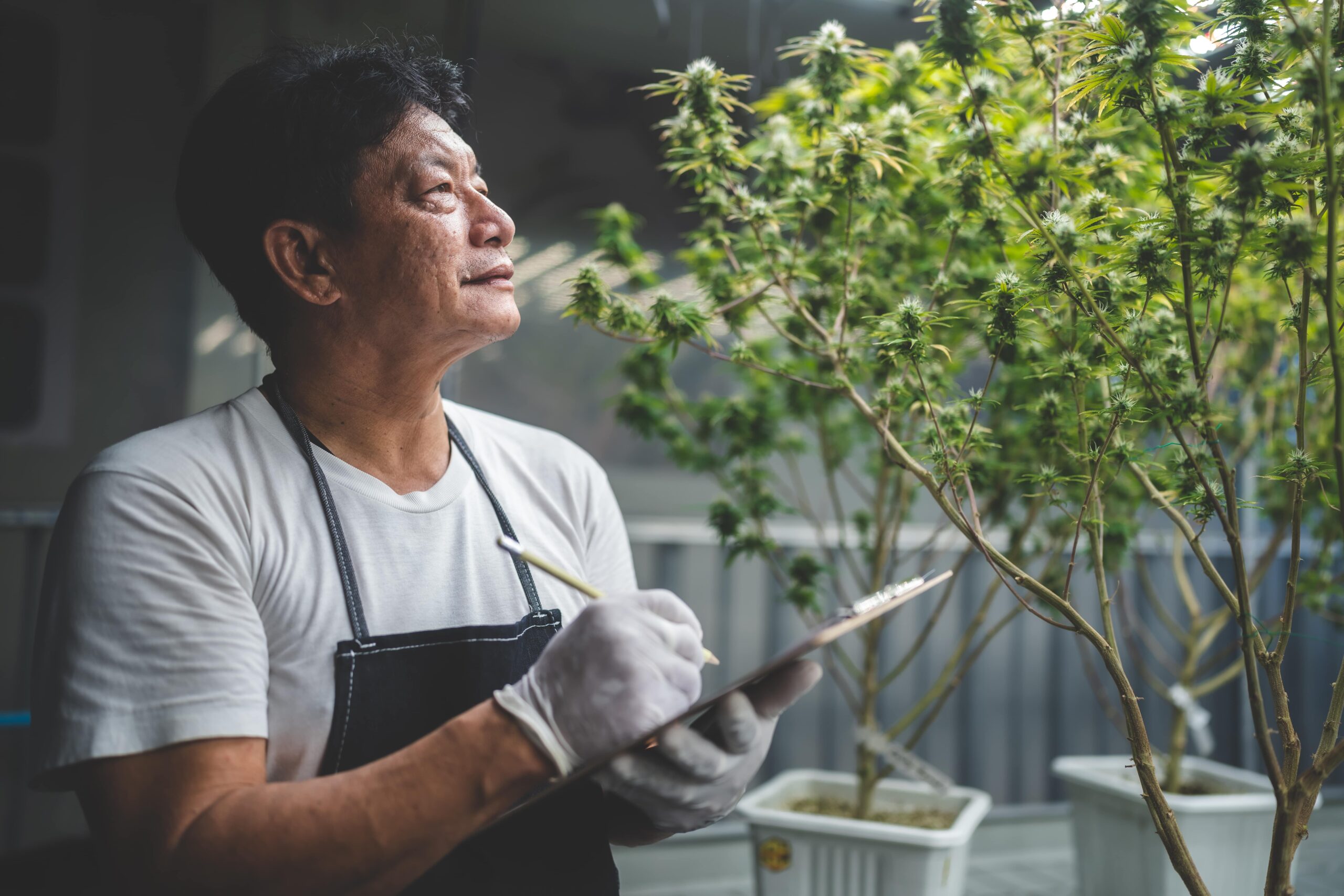 Hemp-Derived CBD for Inflammation Relief