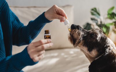 Can CBD Kill a Dog? Vet-Backed Safety Guide for Pet Owners