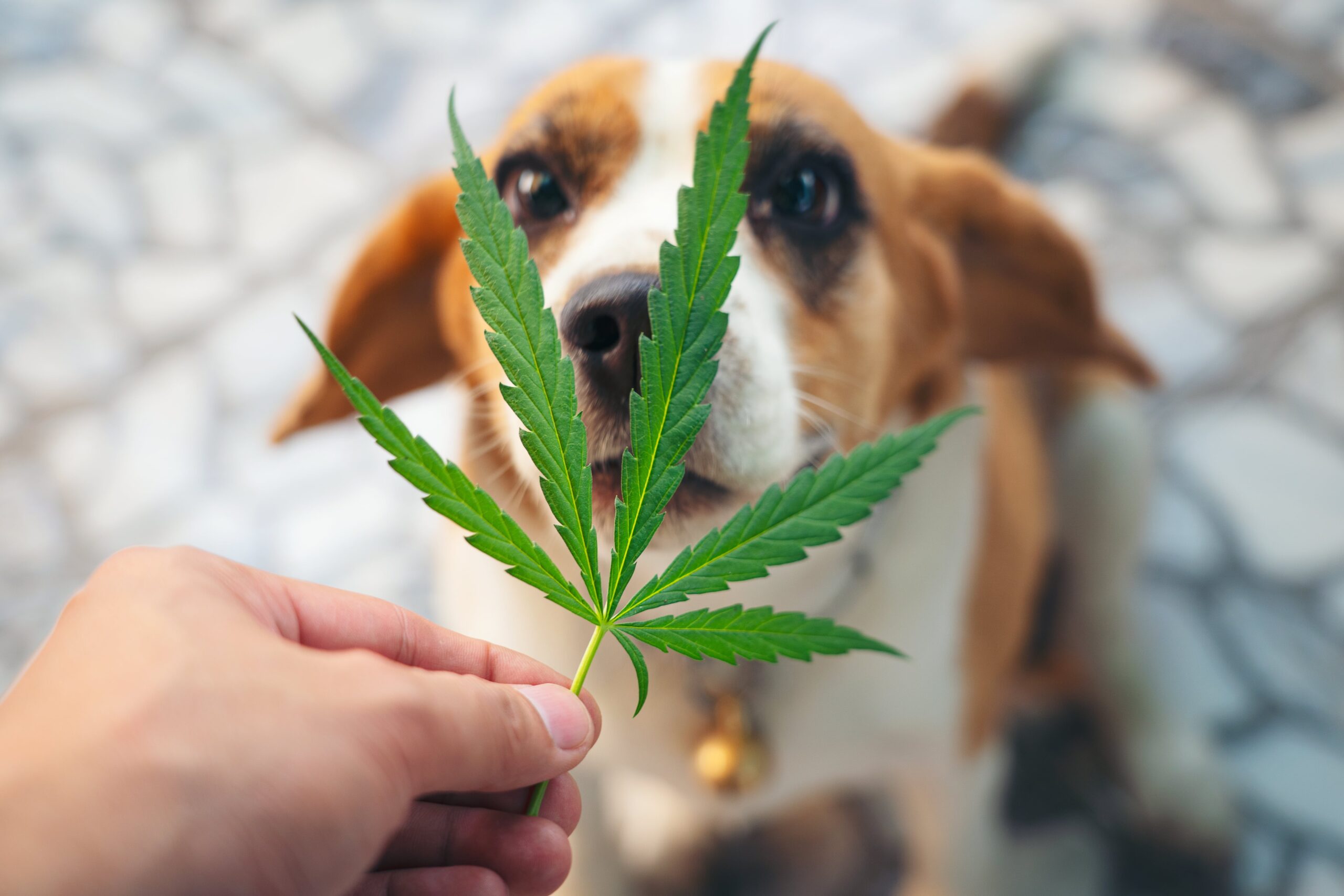CBD for Dog Aggression: Calm Reactivity Naturally