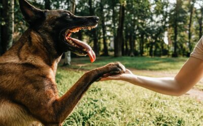 CBD for Dog Aggression: Calm Reactivity Naturally