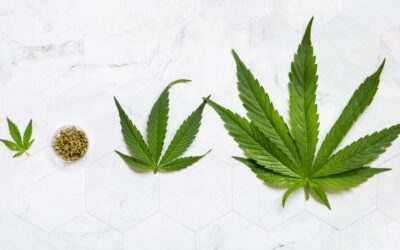  Explore CBD Types: Isolate, Broad, and Full Spectrum