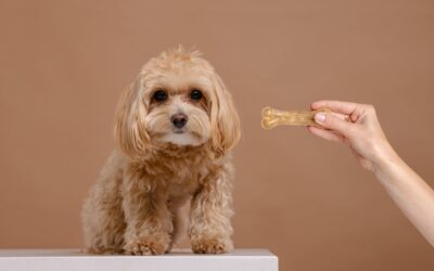 CBD Chews for Dogs: Natural Relief for Pain and Aging