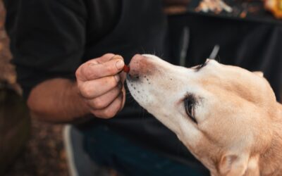 CBD Oil vs Chews for Dogs: What Works Best and Why