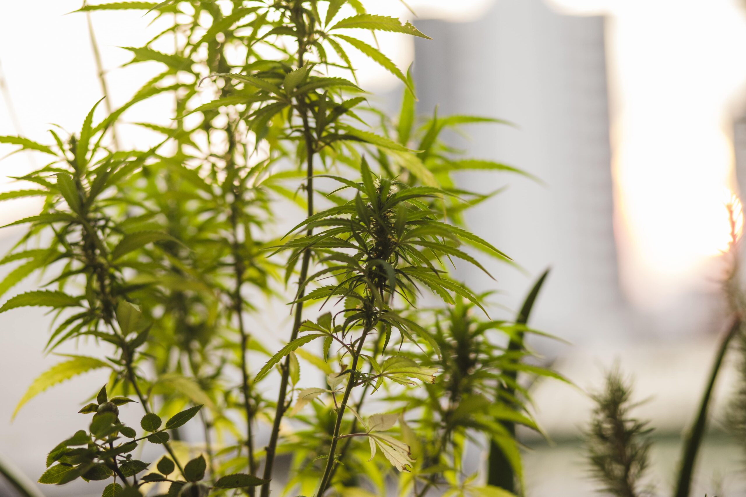 CBD for neuropathy: Natural nerve pain relief options