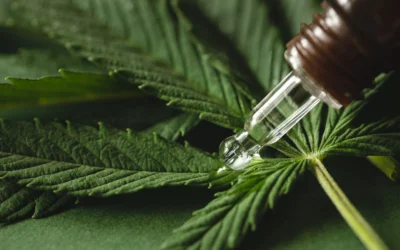 CBD Gummies for Weight Loss: Natural Wellness Support