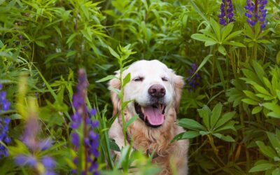 CBD for Dog Hip Pain: Natural Support Options for Pets